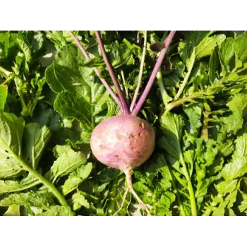 Natural Beetroot